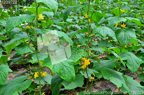 Image of Blooming cucumber