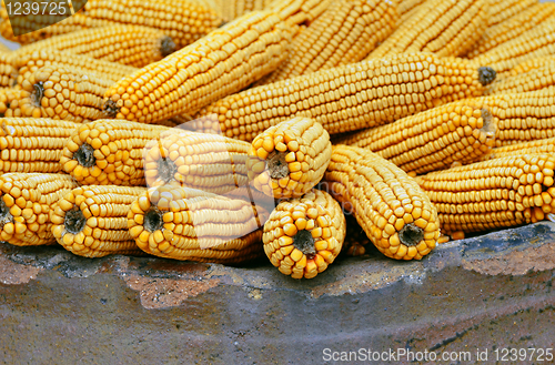 Image of Ears of Corn