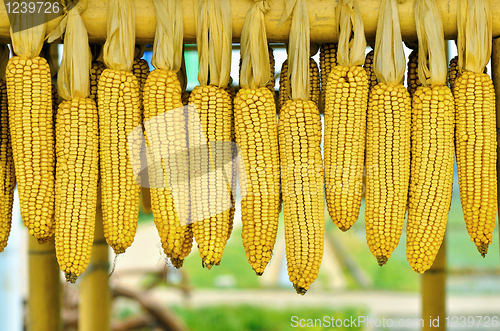 Image of Corncobs