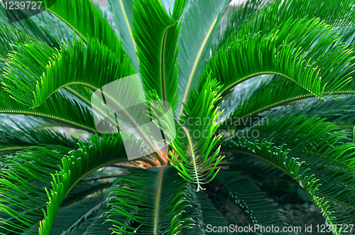 Image of Exotic palm