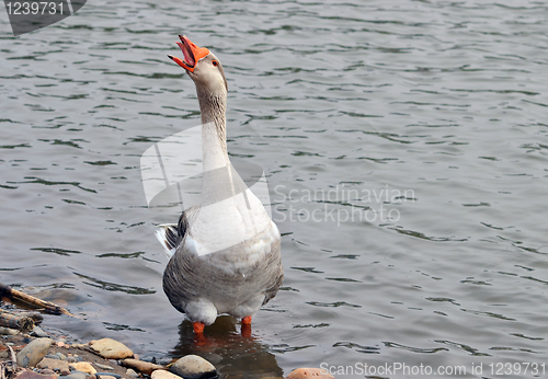 Image of Goose