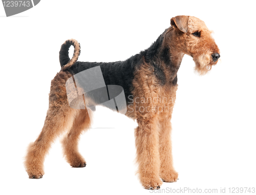 Image of Airedale Terrier dog isolated