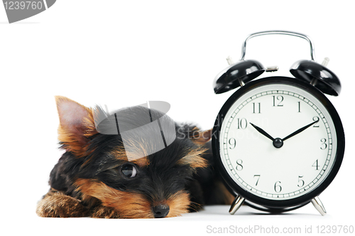 Image of Yorkshire Terrier puppy dog with alarm clock