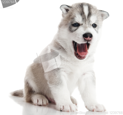 Image of one Siberian husky puppy isolated