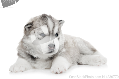 Image of one Siberian husky puppy isolated