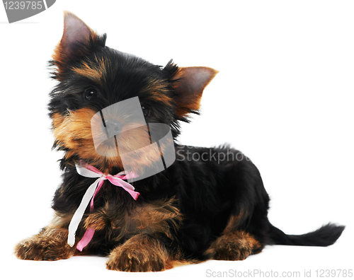 Image of One Yorkshire Terrier (of three month) puppy dog