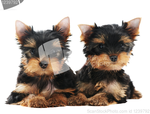 Image of Two Yorkshire Terrier 3 month puppies dog