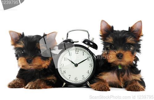 Image of Yorkshire Terrier puppy dog with alarm clock