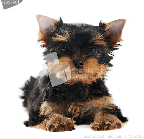 Image of One Yorkshire Terrier (of three month) puppy dog