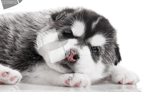 Image of one Siberian husky puppy isolated