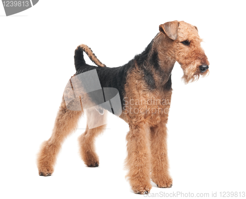 Image of Airedale Terrier dog isolated