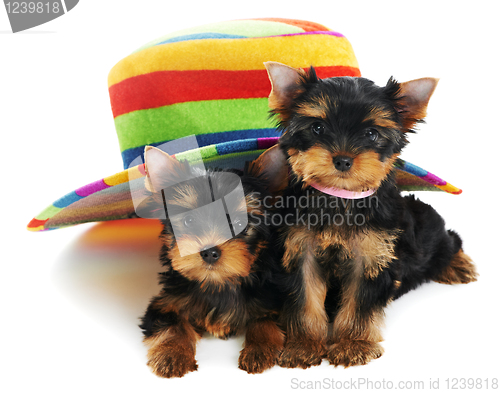 Image of Two Yorkshire Terrier 3 month puppies dog