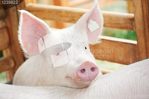Image of young pig in shed