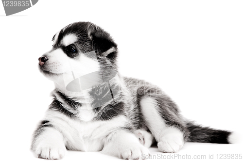 Image of one Siberian husky puppy isolated