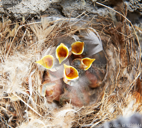 Image of nest with nestling brood