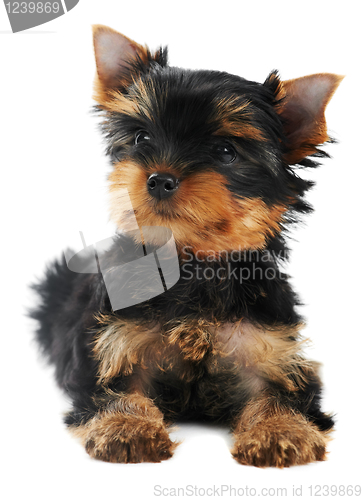 Image of One Yorkshire Terrier (of three month) puppy dog