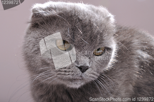 Image of Scottish fold cat