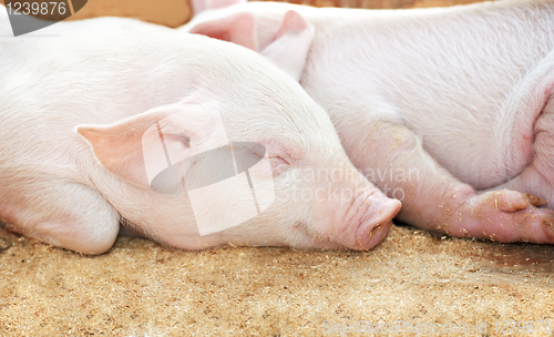 Image of young pig in shed