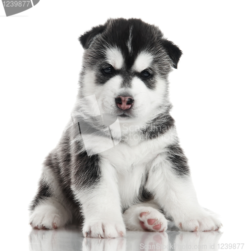 Image of one Siberian husky puppy isolated