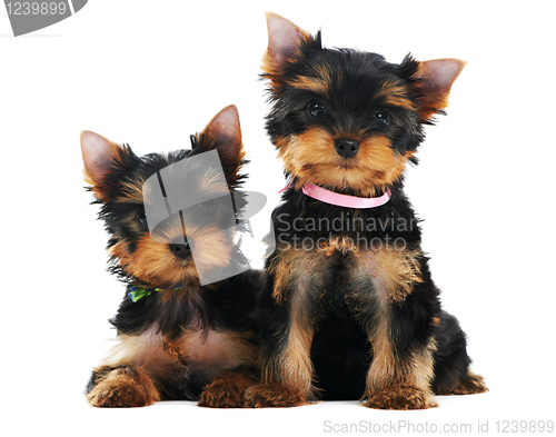 Image of Two Yorkshire Terrier 3 month puppies dog