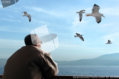 Image of Seagulls