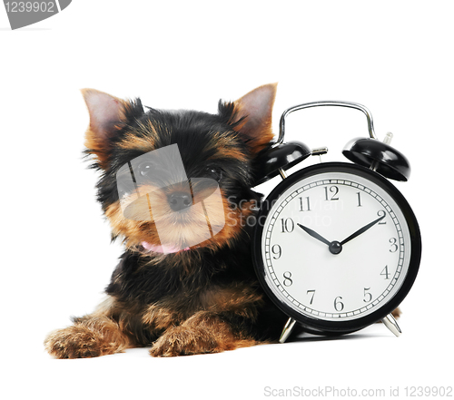 Image of Yorkshire Terrier puppy dog with alarm clock