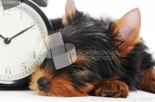 Image of Yorkshire Terrier puppy dog with alarm clock