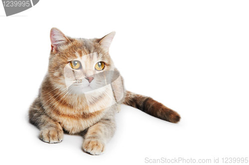 Image of British Shorthair cat isolated