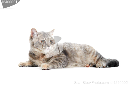 Image of British Shorthair cat isolated