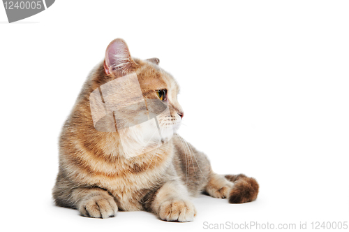 Image of British Shorthair cat isolated