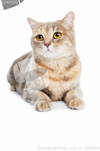 Image of British Shorthair cat isolated