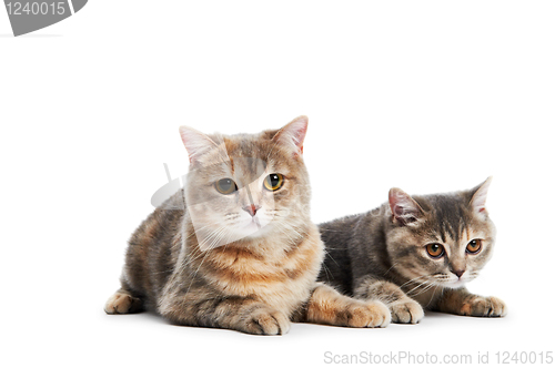 Image of British Shorthair cats isolated