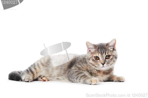 Image of British Shorthair cat isolated