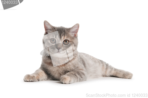 Image of British Shorthair cat isolated