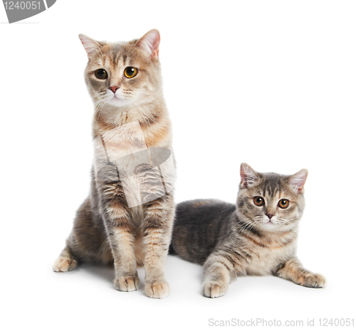 Image of British Shorthair cats isolated