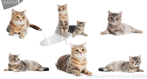 Image of set of British Shorthair cats isolated