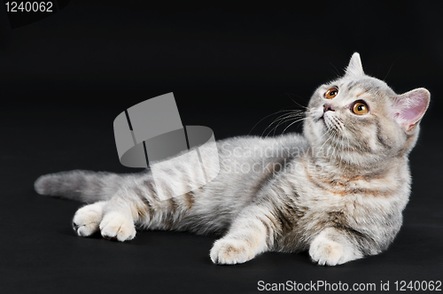 Image of British Shorthair cat