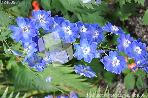 Image of Flowers