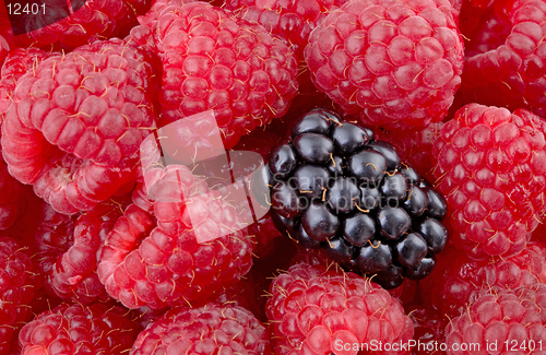 Image of Different , A single blackberry among raspberries. (macro, 12MP camera)