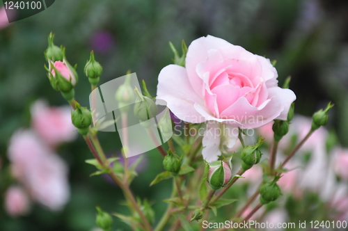 Image of Rose