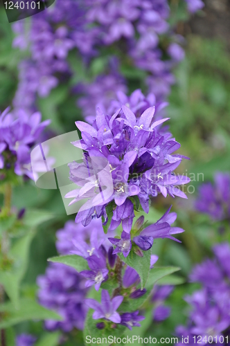 Image of Flowers
