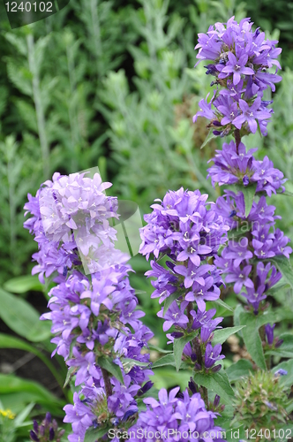 Image of Flowers