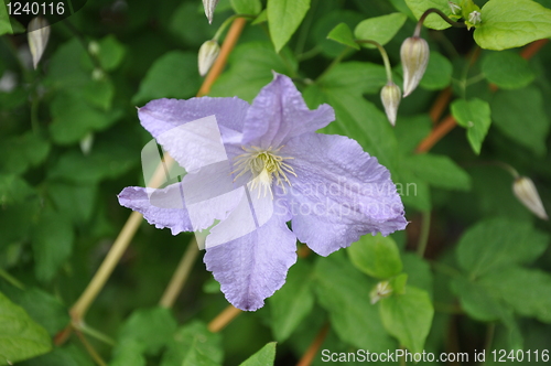 Image of Flower
