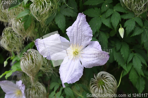 Image of Flower