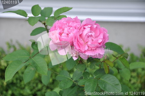 Image of Flowers