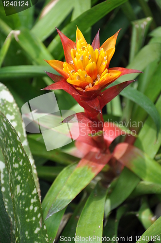 Image of Ginger Flower