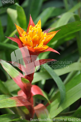 Image of Ginger Flower