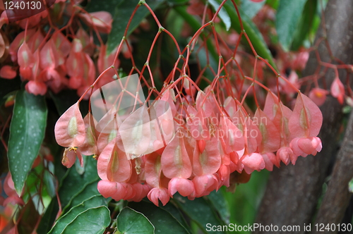 Image of Flowers