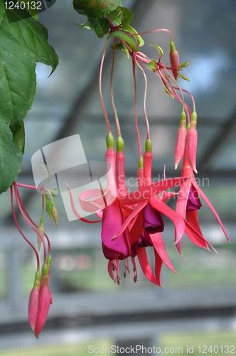 Image of Flowers
