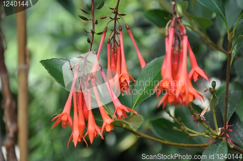 Image of Flowers